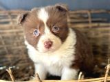 Border Collie Yavrular