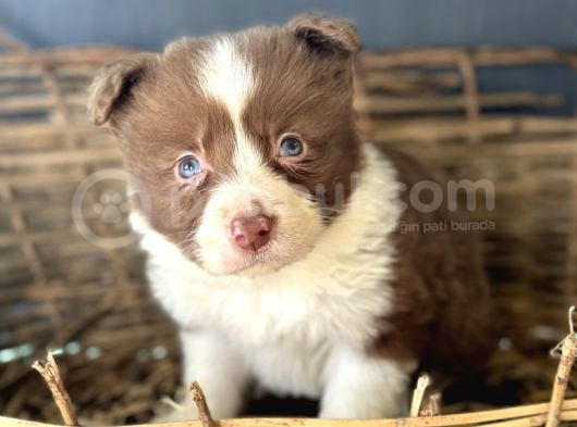Border Collie Yavrular görsel