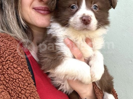 Border Collie Yavrular