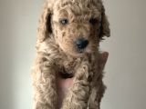 En uygun fiyata poodle yavruları