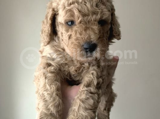 En uygun fiyata poodle yavruları