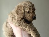 En Uygun Fiyata Poodle Yavruları