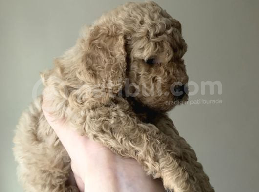 En Uygun Fiyata Poodle Yavruları görsel