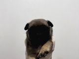 Gül Kuyruk Pug Yavrular