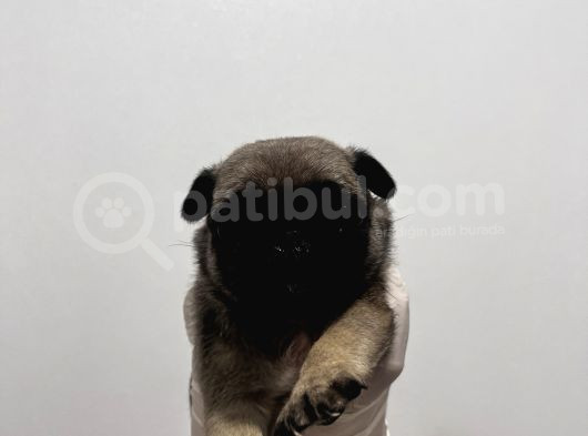 Gül Kuyruk Pug Yavrular görsel