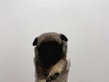 Gül Kuyruk Pug Yavrular