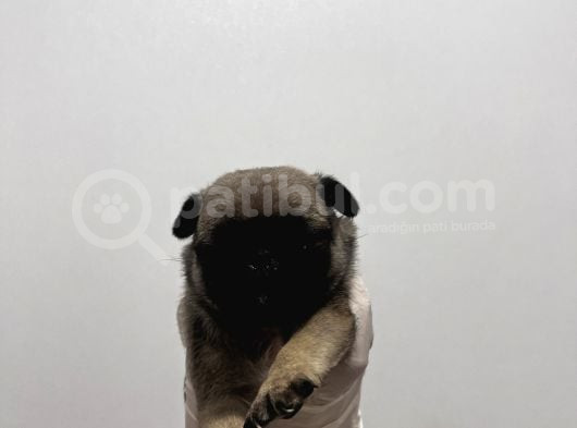 Gül Kuyruk Pug Yavrular görsel