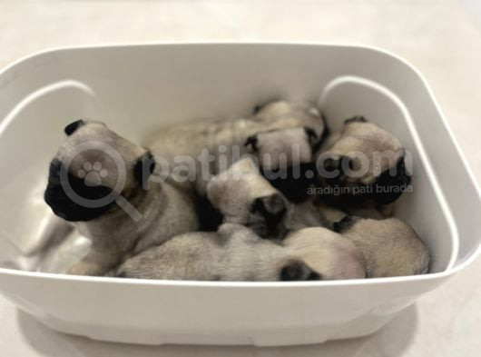 Gül kuyruk pug yavrular