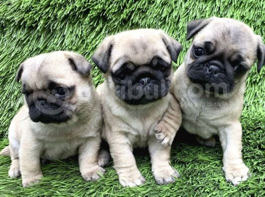 Tuvalet eğitiminli Pug mops yavrular
