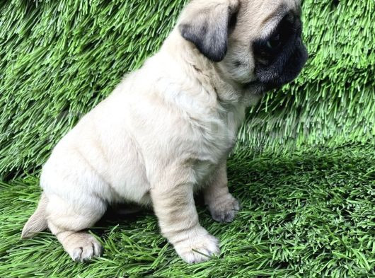 Tuvalet Eğitiminli Pug Mops Yavrular görsel