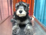 Schnauzer tosunlar teslime hazırlar