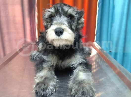 Schnauzer Tosunlar Teslime Hazırlar