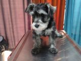 Schnauzer Tosunlar Teslime Hazırlar