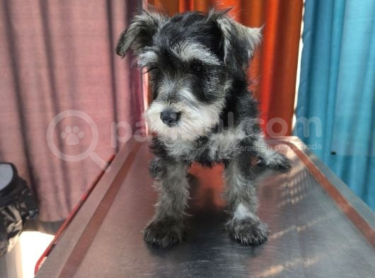 Schnauzer Tosunlar Teslime Hazırlar görsel