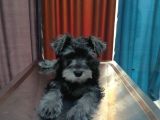 Schnauzer Tosunlar Teslime Hazırlar