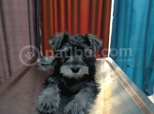 Schnauzer Tosunlar Teslime Hazırlar görsel