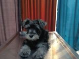 Schnauzer Tosunlar Teslime Hazırlar