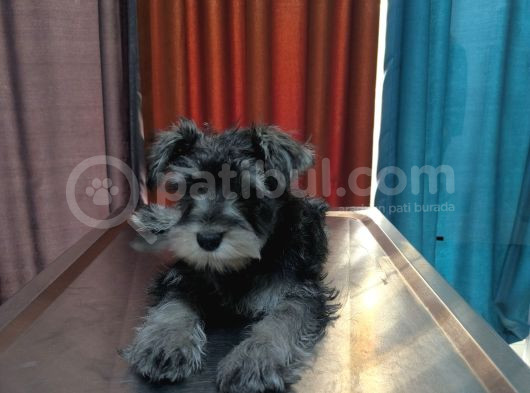 Schnauzer Tosunlar Teslime Hazırlar görsel