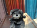 Schnauzer Tosunlar Teslime Hazırlar
