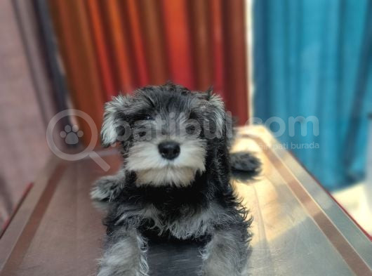 Schnauzer Tosunlar Teslime Hazırlar görsel
