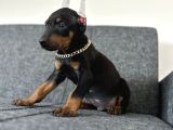 Heykel Gibi Doberman Estetikli Yavrular