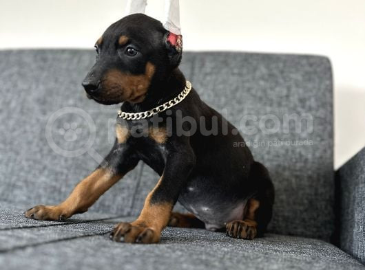 Heykel Gibi Doberman Estetikli Yavrular görsel