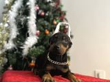 Heykel gibi doberman estetikli yavrular