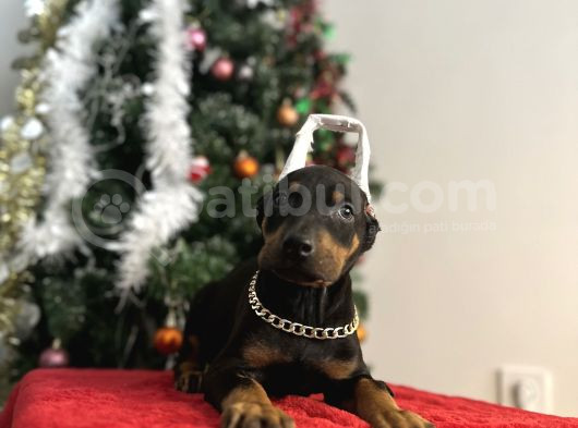 Heykel Gibi Doberman Estetikli Yavrular