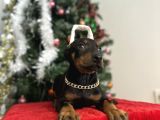 Heykel Gibi Doberman Estetikli Yavrular