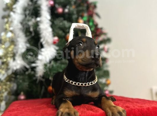 Heykel Gibi Doberman Estetikli Yavrular görsel