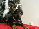 Heykel Gibi Doberman Estetikli Yavrular