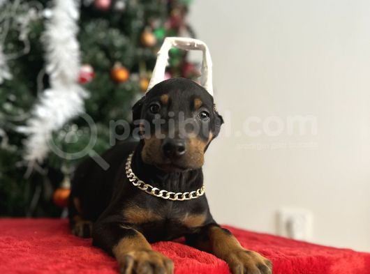 Heykel Gibi Doberman Estetikli Yavrular görsel