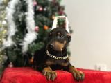 Heykel Gibi Doberman Estetikli Yavrular