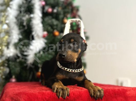 Heykel Gibi Doberman Estetikli Yavrular görsel