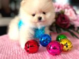 MİKRO POMERANİAN BOO