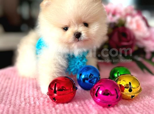 Mi̇kro Pomerani̇an Boo