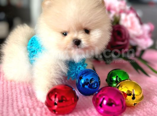 Mi̇kro Pomerani̇an Boo görsel