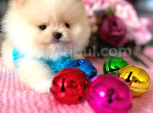 Mi̇kro Pomerani̇an Boo görsel