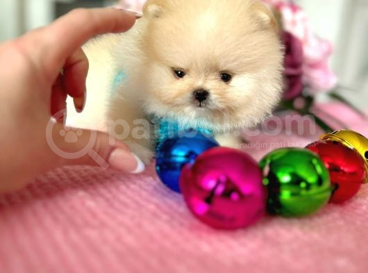 Mi̇kro Pomerani̇an Boo görsel