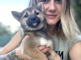 Shiba Inu Yavrular