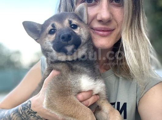 Shiba Inu Yavrular görsel