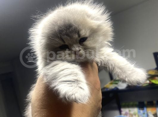 Muhteşem Long Hair Yavrumuz görsel