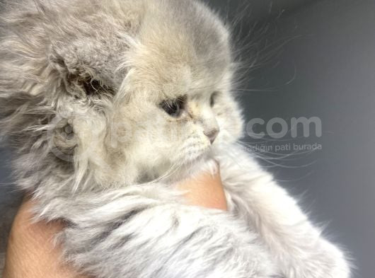 Muhteşem Long Hair Yavrumuz görsel