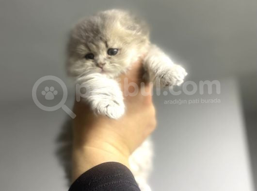 Muhteşem Long Hair Yavrumuz görsel