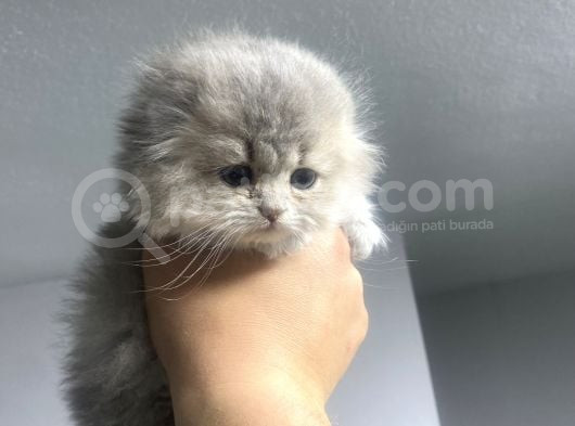 Muhteşem Long Hair Yavrumuz görsel