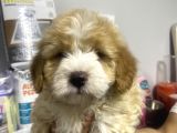 Maltipoo bebekler