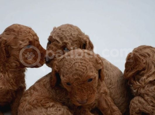 En Uygun Fiyata Poodle Yavruları görsel