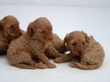 En Uygun Fiyata Poodle Yavruları