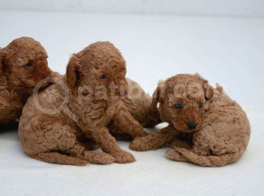 En Uygun Fiyata Poodle Yavruları görsel