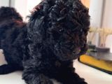 En Uygun Fiyata Poodle Yavruları